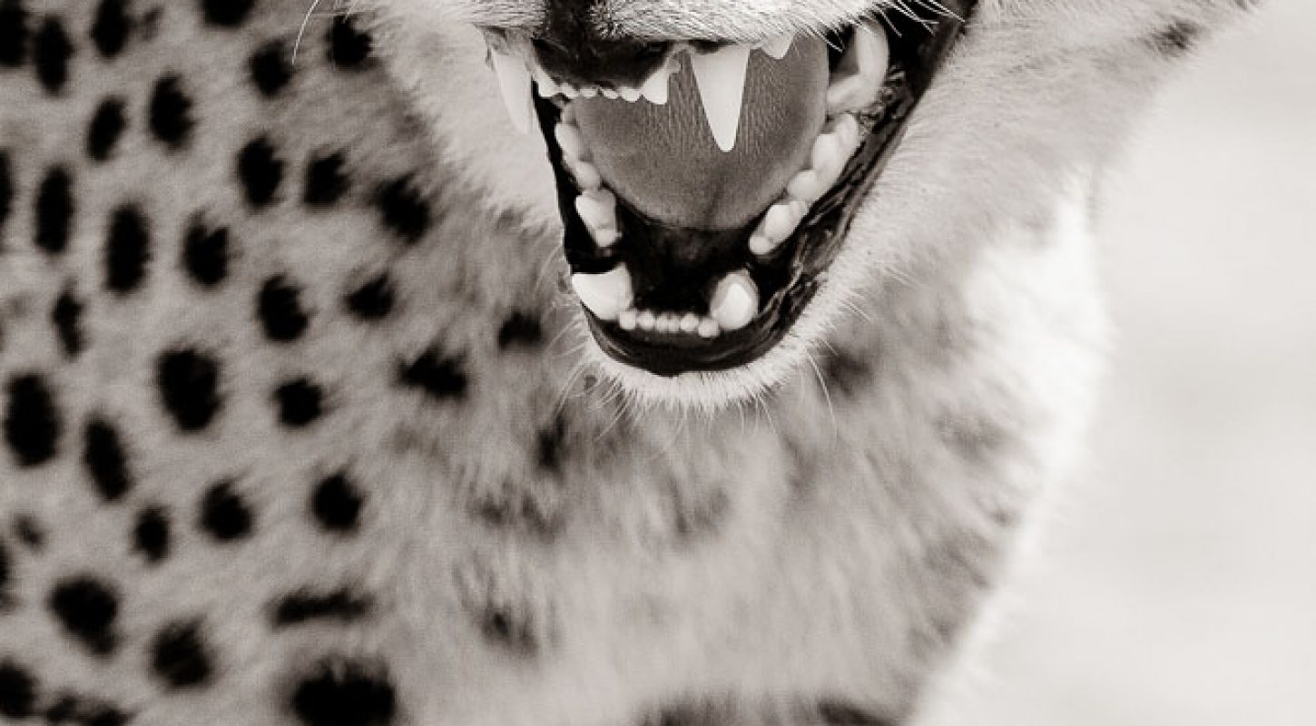 Frame - Cheetah snarl- copyright Sam Clark Photography