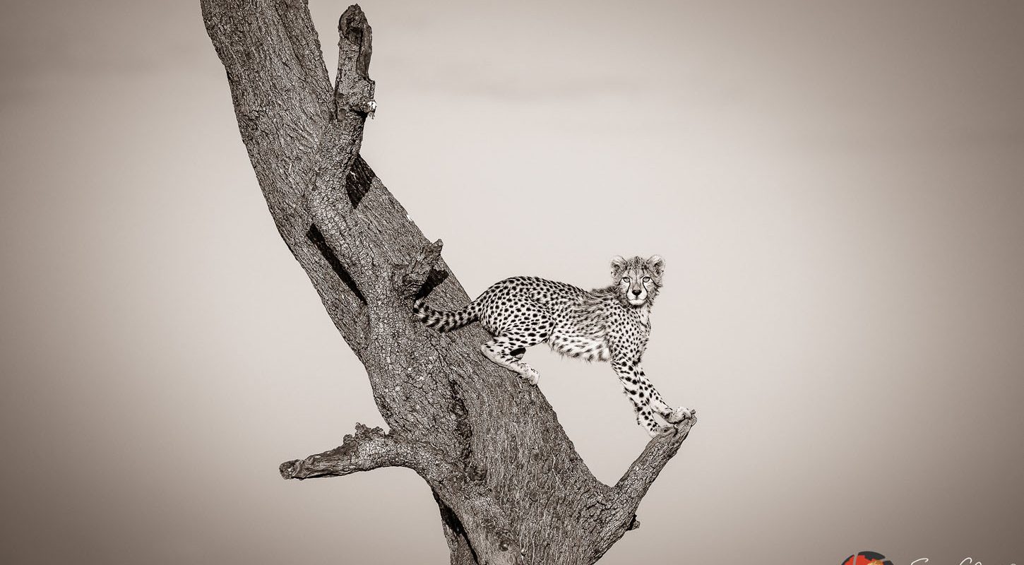 Frame - Cheetah up tree