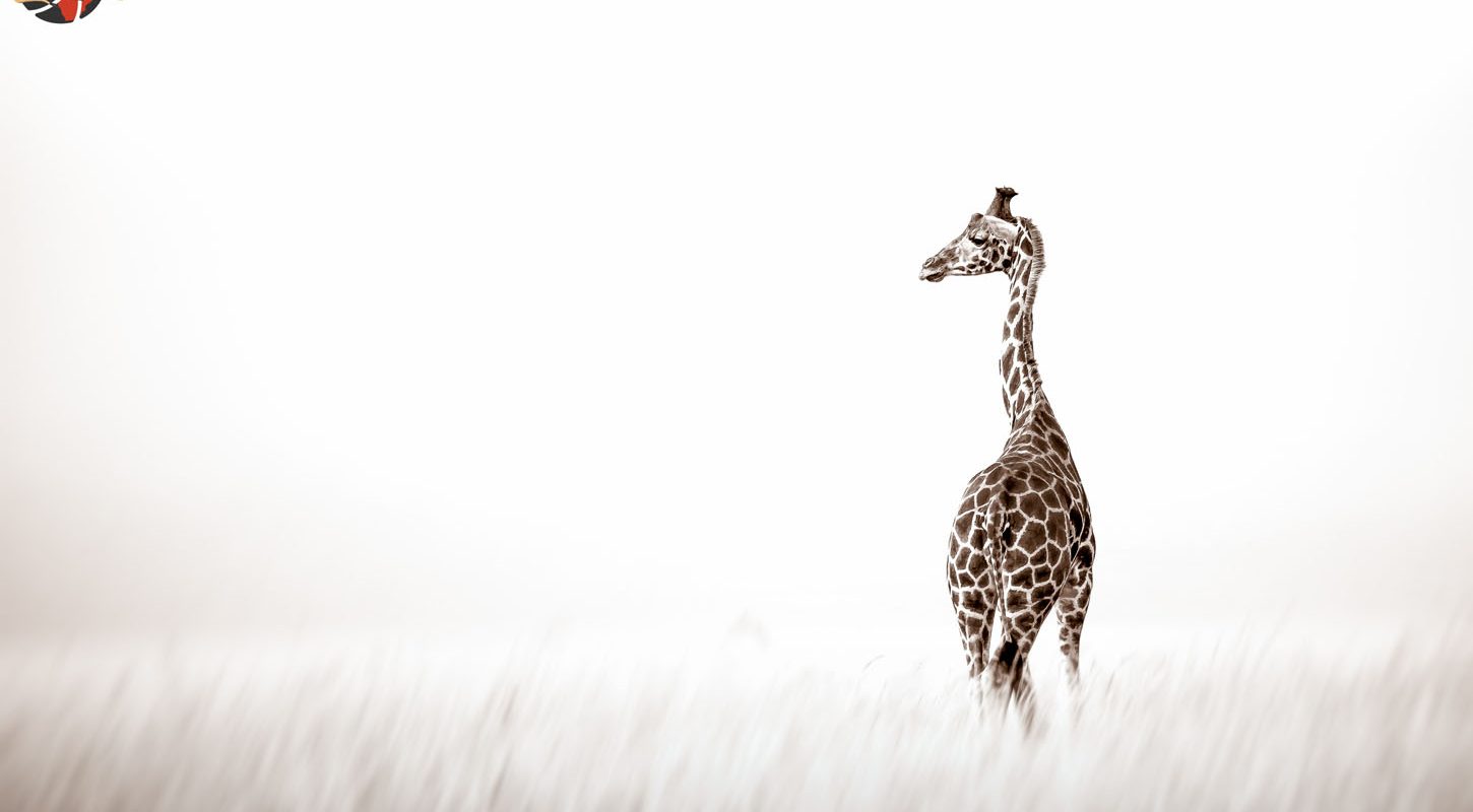 Frame - Giraffe in grass