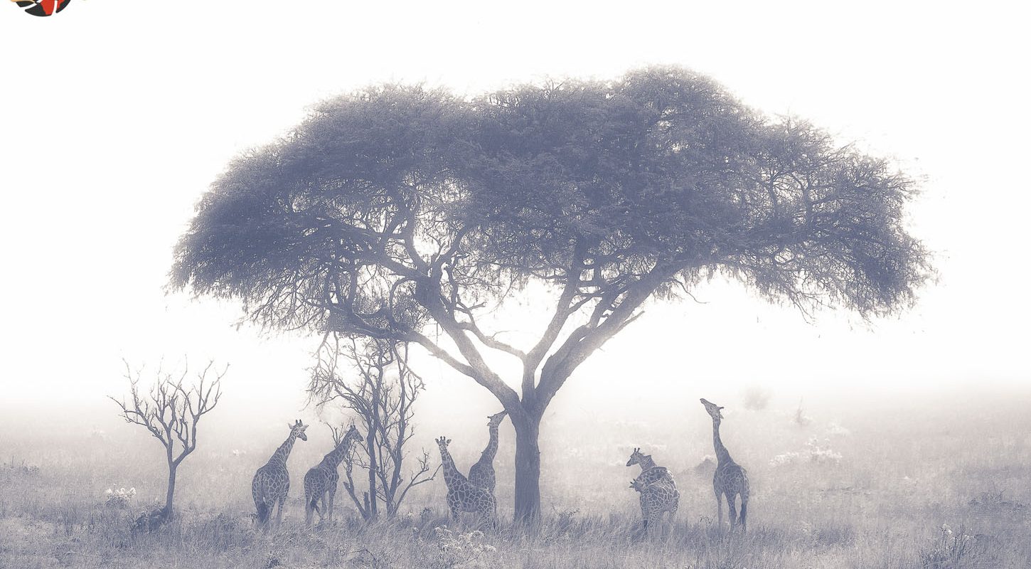 Frame - Giraffe under tree