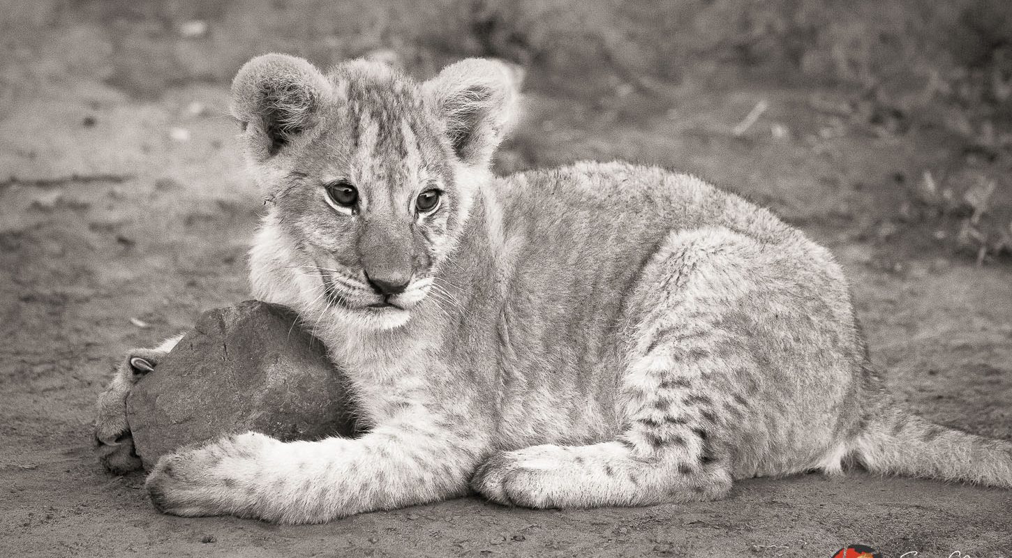 Frame - Lion cub - copyright Sam Clark Photography