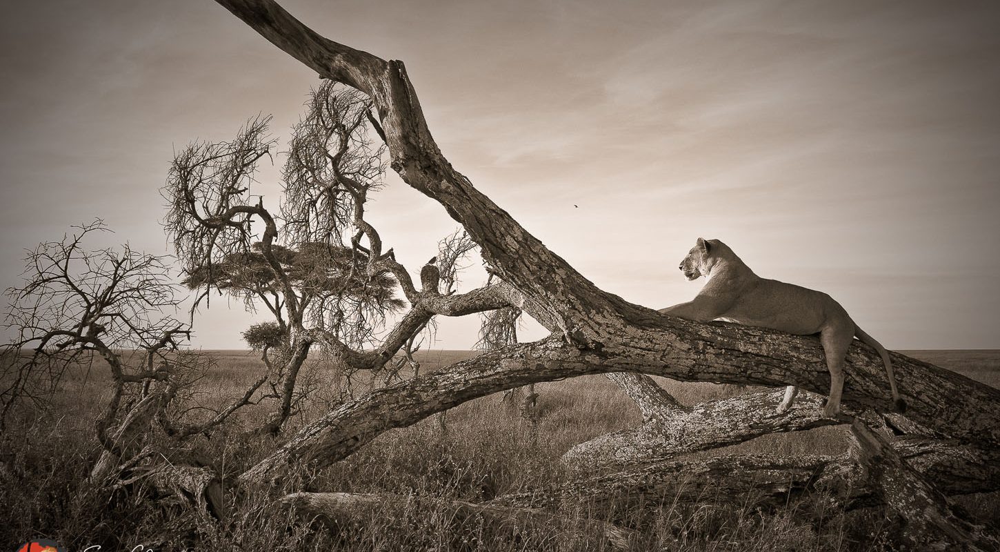 Frame - Lioness on branch