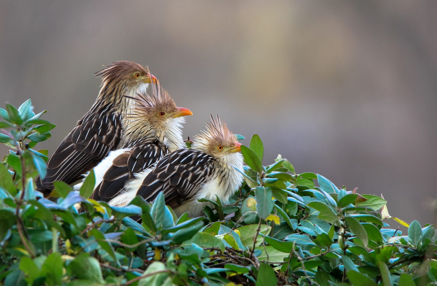 lospot Guira+cuckoo+(1+of+1)