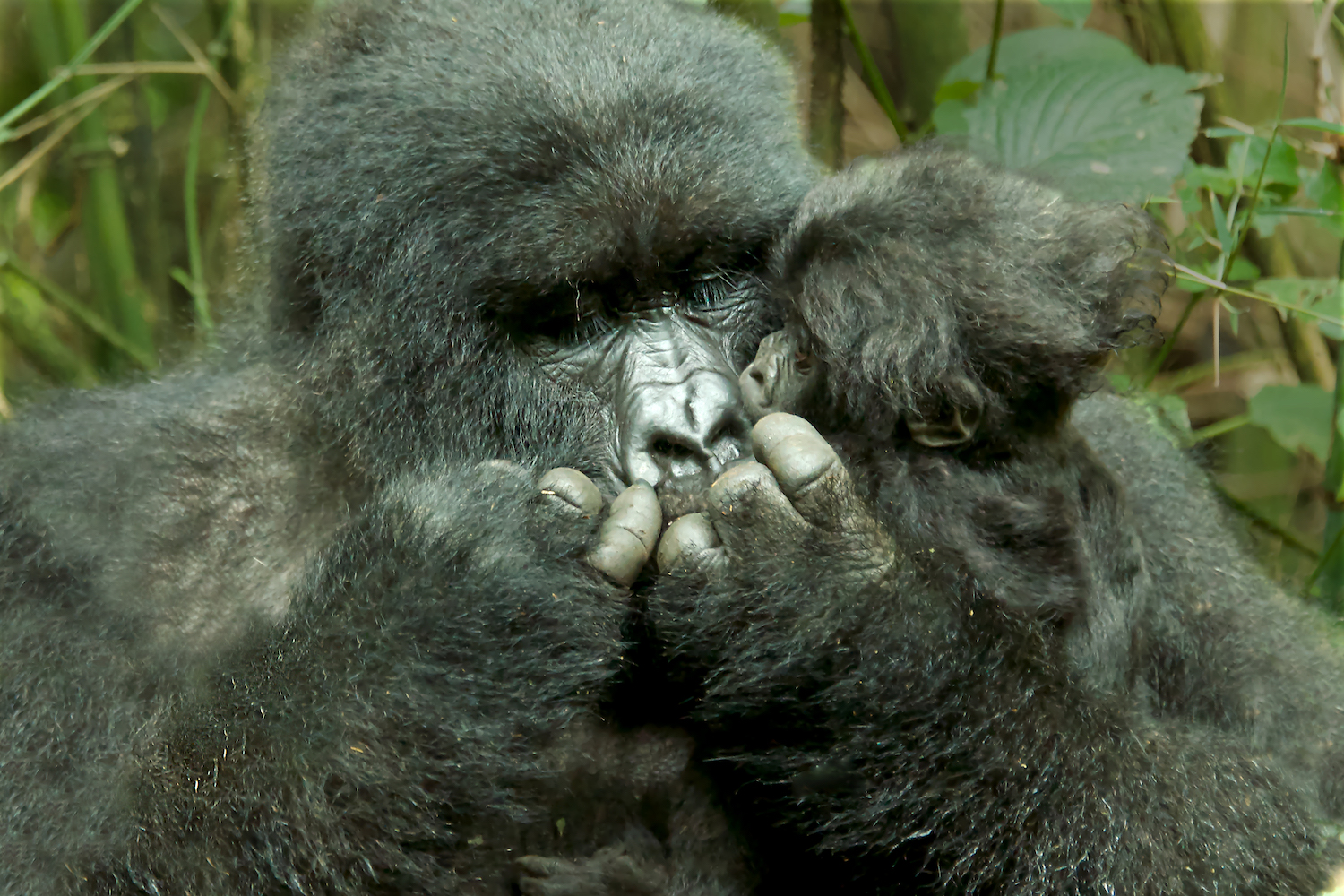 Rwanda mountain gorillas