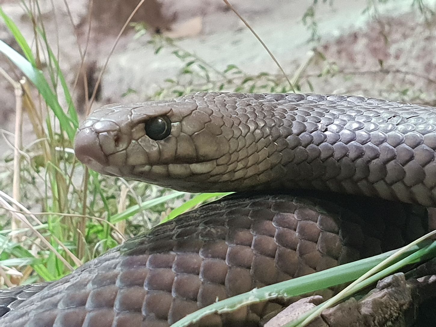 brown snake Sydney zoo