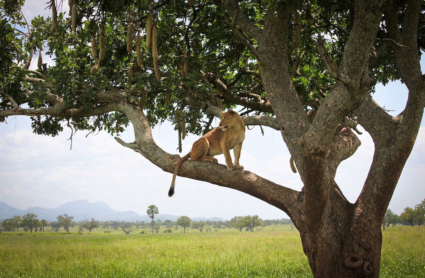 Apoka Game Viewing 3