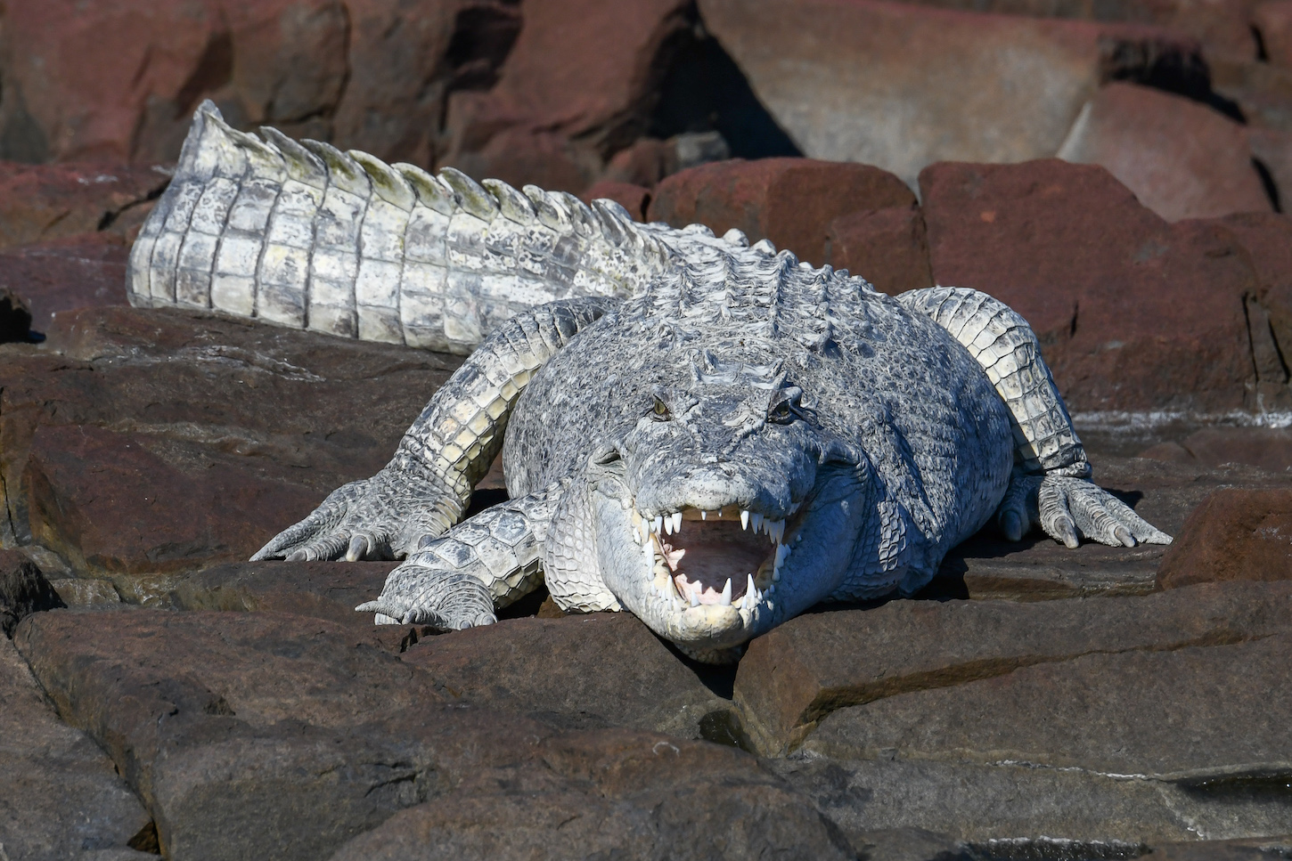 crocodile Ponant Cruises Kimberley