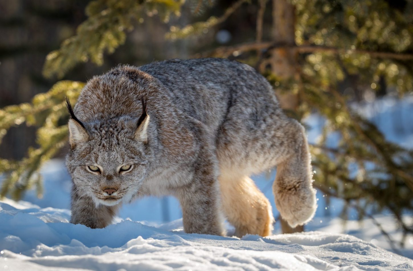 Yukon Wildlife Preserve