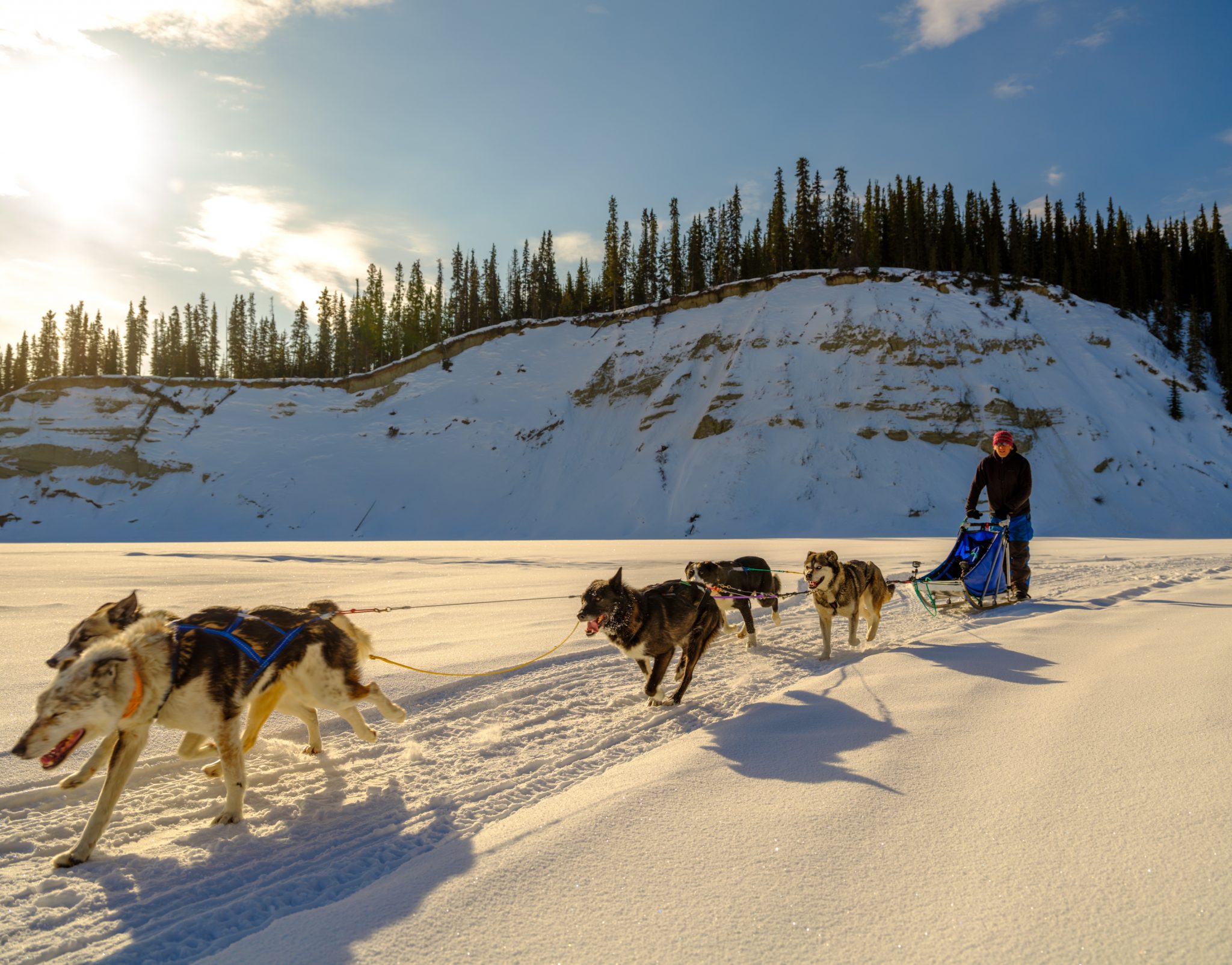 Dog Sledding