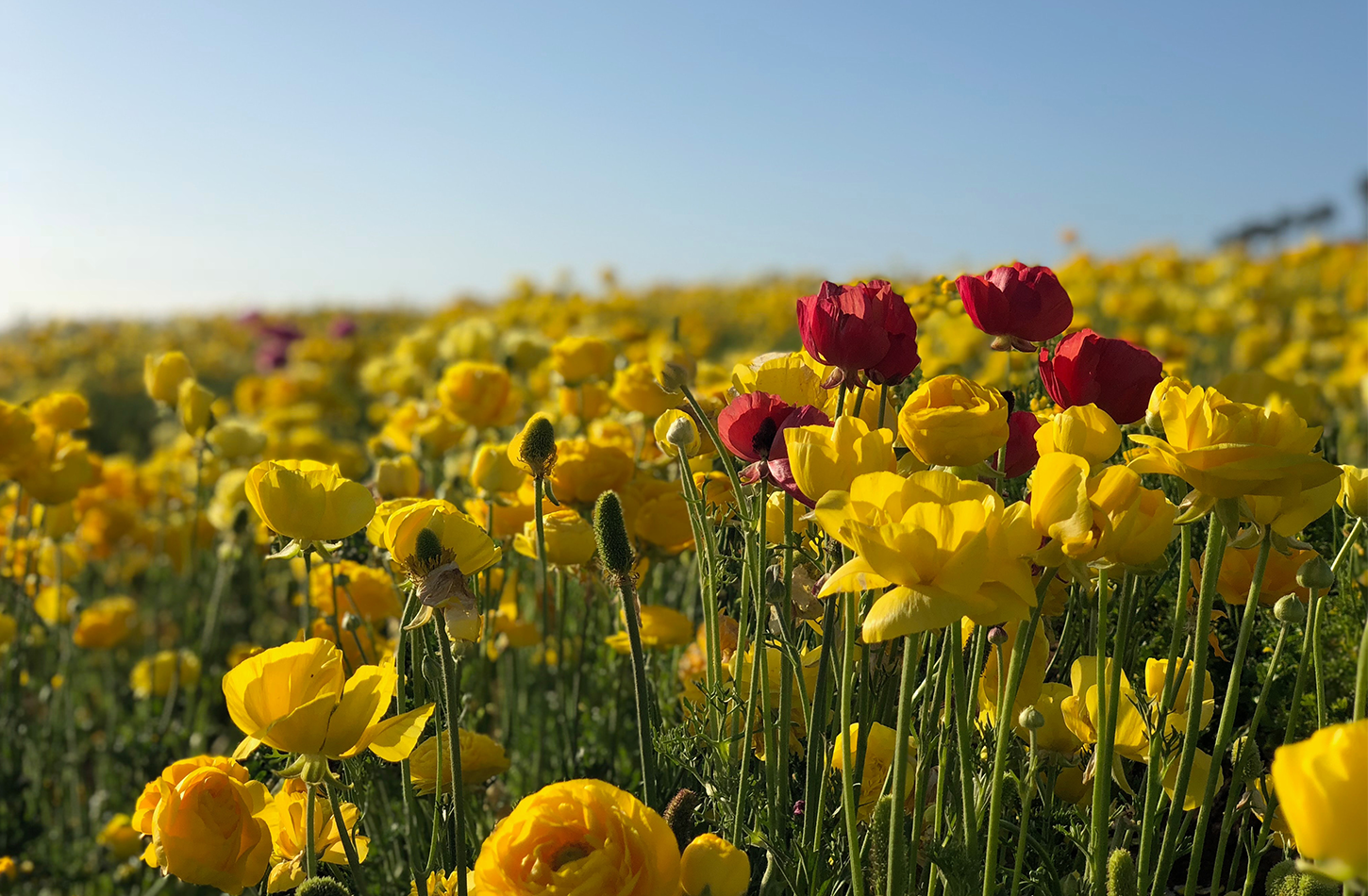Carlsbad-flower-fields